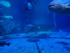 -烟台海昌鲸鲨海洋公园