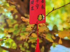 -千年银杏谷文化旅游区