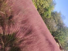 -沈阳植物园