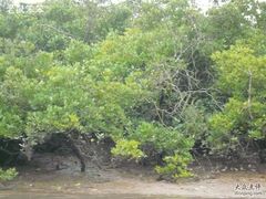 -东寨港红树林旅游区