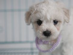 -翊宠yipet猫狗购宠庄园犬舍•猫舍