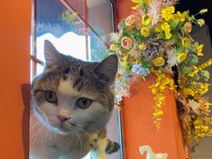 -IFIF 如果花園(宽厚里店)