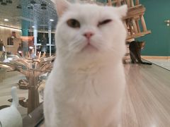 -飞行喵MR PILOT|猫舍·猫咖(静安大融城店)