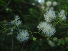 -广西壮族自治区药用植物园