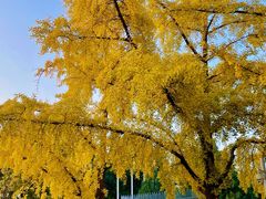 -三里屯东五街银杏大道