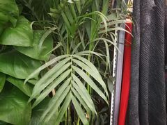 -秦美花卉(天朗·莱茵小城2期店)