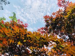 -铁山坪森林公园