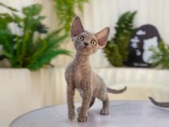 -山宅一喵德文卷毛猫舍