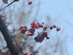 -温江公园