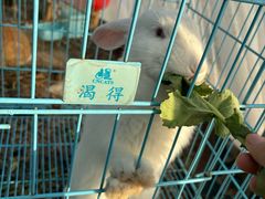 -喜杨洋草莓采摘园