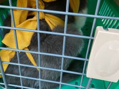 -伟伟宠物医院·CT影像中心·瑞派犬猫综合性门诊(汉口总院)