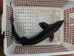 -云中鱼蒸汽石锅鱼(浦东食品城店)