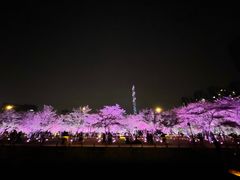 -西北湖绿化广场