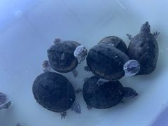 -华声天桥民俗文化园