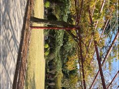 -嘉定紫藤园