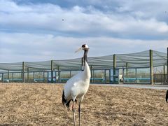 -盐城丹顶鹤湿地生态旅游区