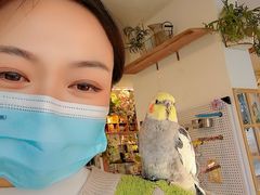 -吉丁鸟咖·异宠·寄养