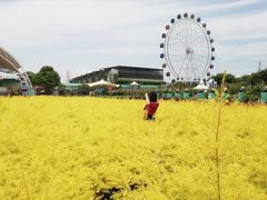 -百万葵园
