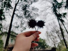 -十里琅珰