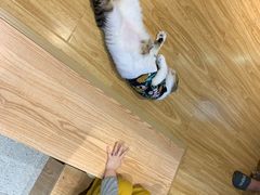-啵啵喵·猫咖(攀华国际店)