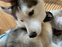 -Husky Go! 哈士奇体验馆·宠物咖啡厅狗咖