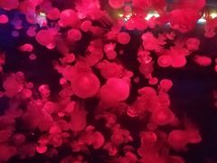 -重庆欢乐海底世界