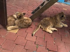 -大连森林动物园