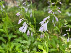 -天鹅湖体育公园