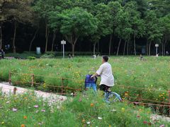 -顺峰山公园