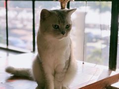 -more than meow吴止猫主题餐厅(承德 中船汇店)