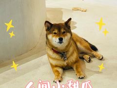 -柴务处·柴犬主题狗咖