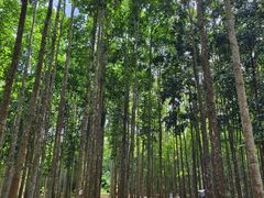 -中国科学院西双版纳热带植物园