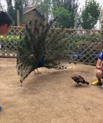 点击看大图 -萌宠亲子动物乐园(槐房万达店)