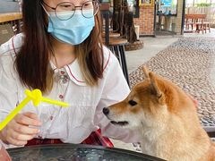 -柴犬高等学院·狗咖·柴犬售卖·宠物训练