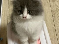 -欣宠猫屋·矮脚拿破仑·蓝金金渐层