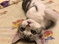 -Bastet sally猫舍购宠(静安店)