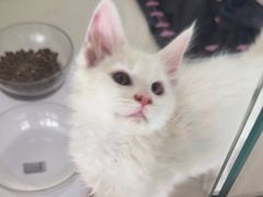 -糯米喵星人总部直营旗舰店·猫舍·幼猫出售