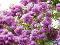 -西岭雪山大飞水景区