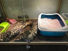 -乐宠宠物店(世纪金源店)