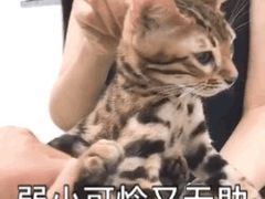 -萌兽医馆·绝育·24小时内科·宠物医院(德胜店)