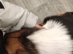 -浣熊柯尔鸭土拨鼠·电玩咖