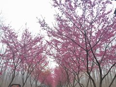 -合肥滨湖国家森林公园