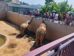 -西霞口神雕山野生动物世界
