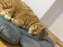 -李小姐の猫咖啡馆(五角场店)
