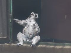 -昆明动物园