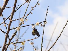 -广州市流溪河国家森林公园