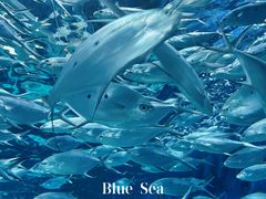 -上海海洋水族馆