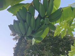 -云溪植物园