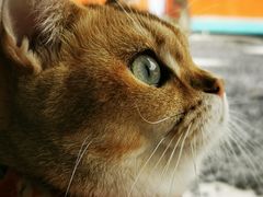 -more than meow吴止猫主题餐厅(承德 中船汇店)