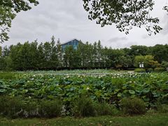 -金银湖国家城市湿地公园
